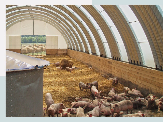 Строительство свинарников в Ярославле